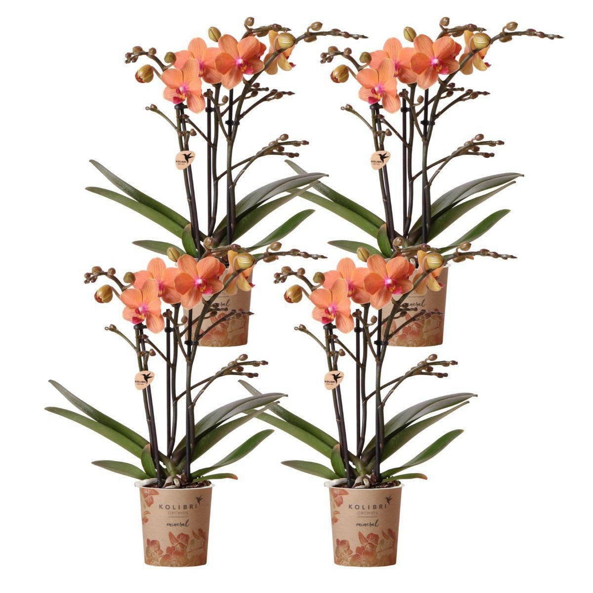 Oranje Phalaenopsis Orchideeën Set van 4 - Potmaat Ø9cm - Bolzano - Bloeiende Kamerplanten COMBI DEAL Sierplantenshop .