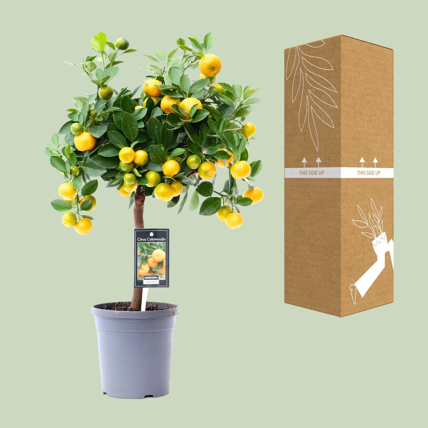 Sierplantenshop - Citrus Calamondin - Ø15cm - ↕45cm