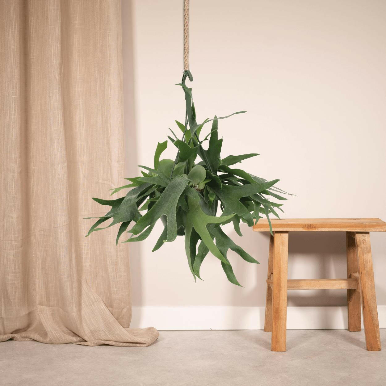 Platycerium Hertshoorn Hangplant - Ø21cm - Hoogte 50cm - Natuurlijke Decoratie voor Jouw Interieur | Sierplantenshop 