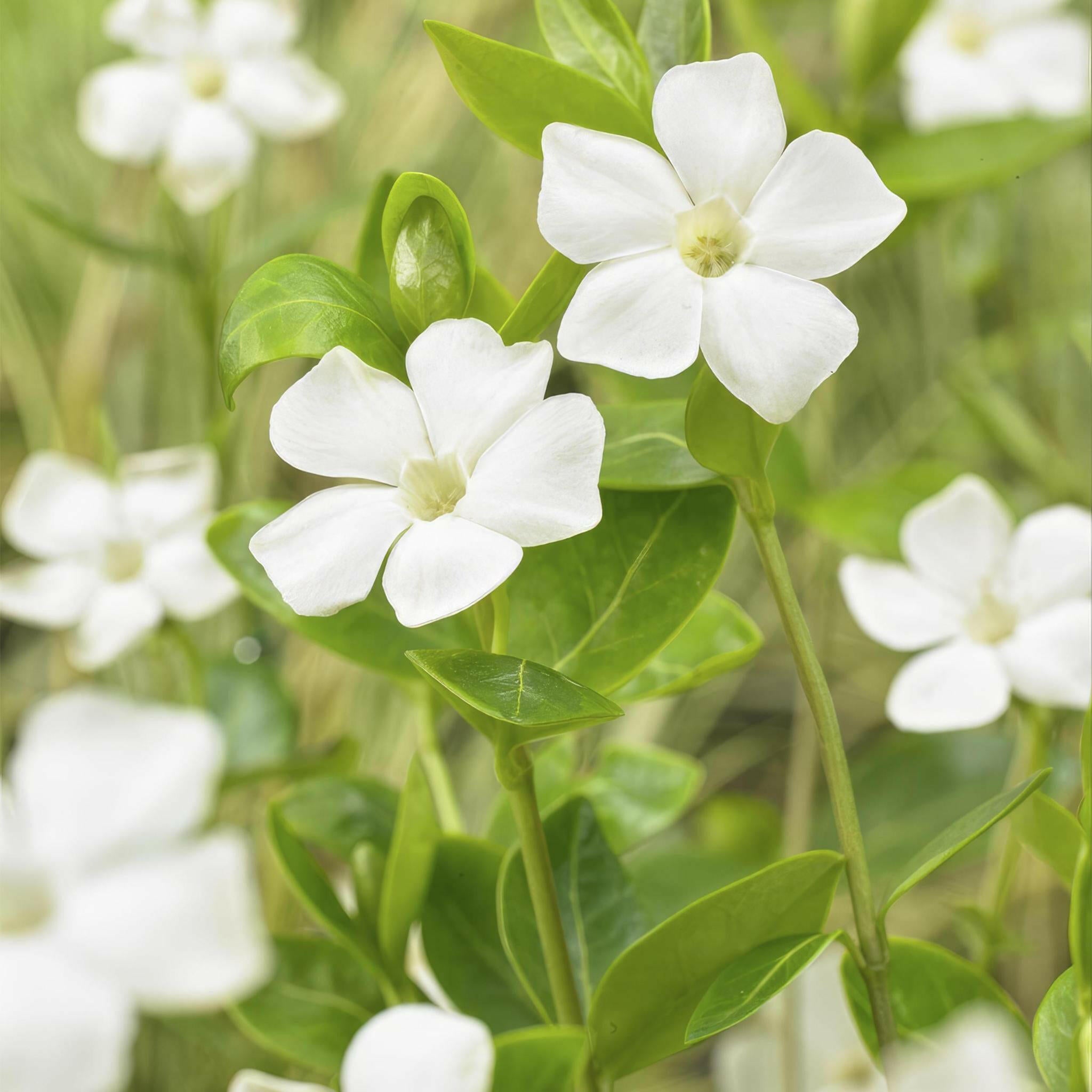 Vinca minor 'Alba' - Set van 20 Winterharde Bodembedekkers - Hoogte 10-25 cm - Ø9 cm Sierplantenshop .