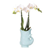 Witte Phalaenopsis Amabilis in Turquoise Fish Pot -Ø9cm -↕35cm  Bloeiende Kamerplant Vers van de Kweker | Sierplantenshop 