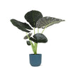 Alocasia Regal Shield 100cm Hoog in Elegante BLAUWE Pot Ø21cm Sierplantenshop .