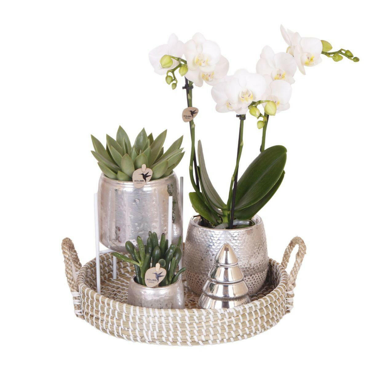 Phalaenopsis Sierplantenset - Witte  Orchidee Amabilis met Succulenten in Keramieken Potten - Perfect Kerstcadeau Ø9cm -↕35cm | Sierplantenshop 