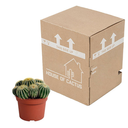 Eriocactus warasii - Charmante Sierplant van 12 cm Sierplantenshop .