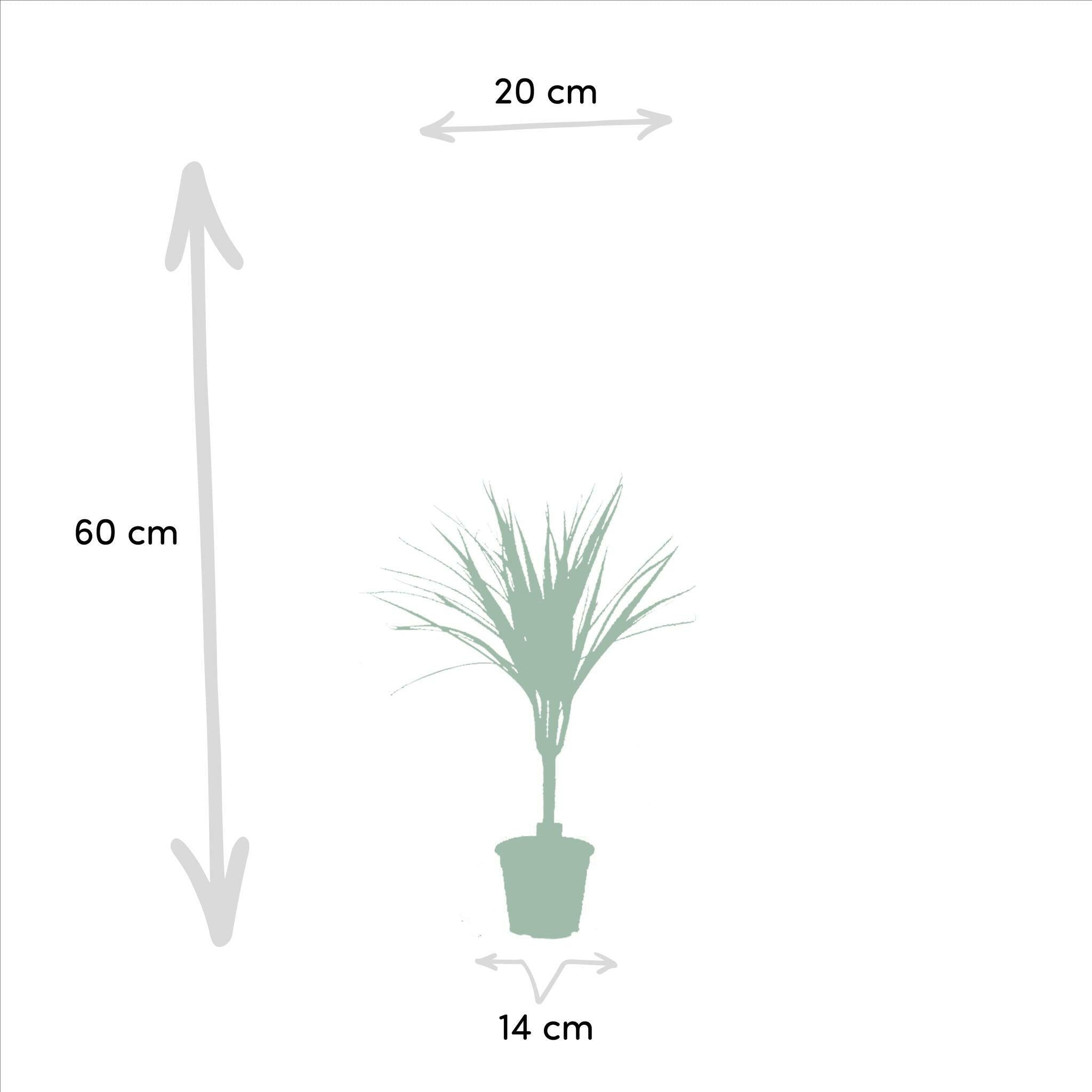 Set van 2 Dracaena Marginata Planten - Hoogte 60cm - Diameter 14cm | Sierplantenshop 