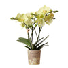 Gele Phalaenopsis Orchidee | Prachtige Bloeiende Kamerplant uit Mexico - Ø9cm -↕35cm | Vers van de Kweker | Sierplantenshop 