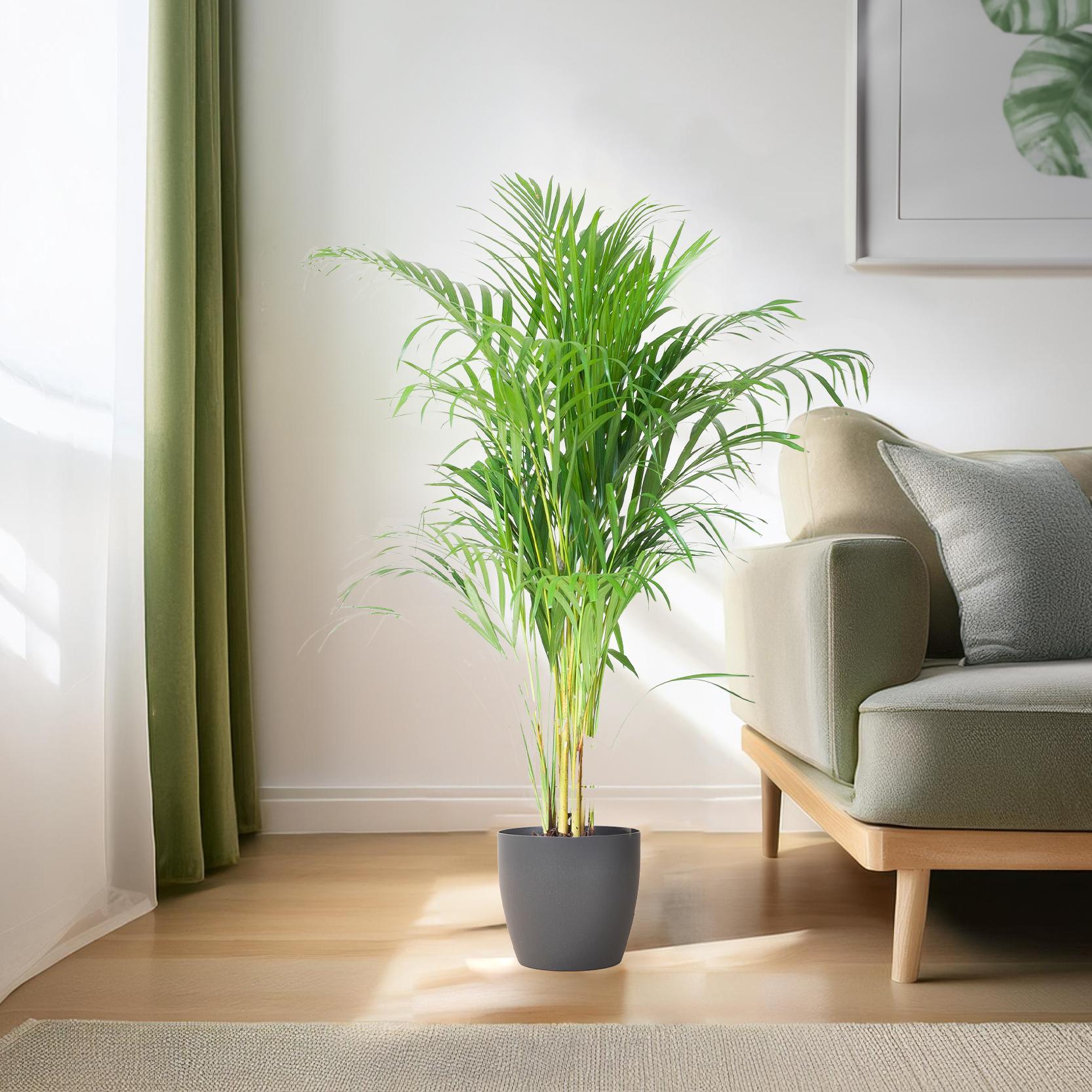 Areca Palm (Dypsis) mit Viber Grijs - 100cm - Ø21.