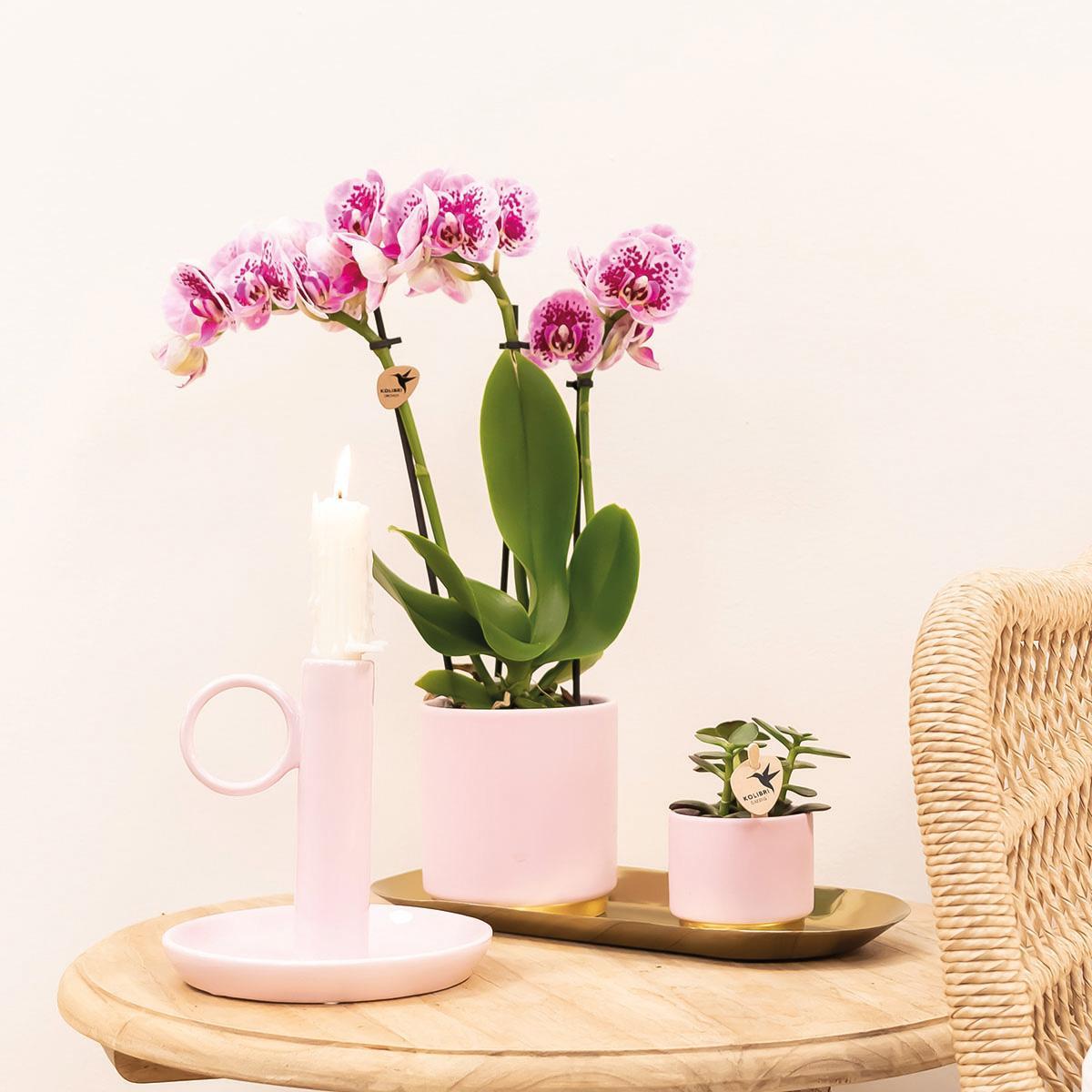 Sierplantenshop - Roze paarse phalaenopsis orchidee - El Salvador - potmaat Ø9cm COMBI DEAL van 4 orchideeën