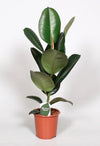 Ficus Elastica Robusta - Ø17cm - ↕65cm.