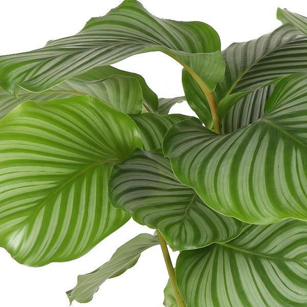 Calathea Orbifolia - Prachtige Tropische Kamerplant Ø21cm - ↕70cm Sierplantenshop .