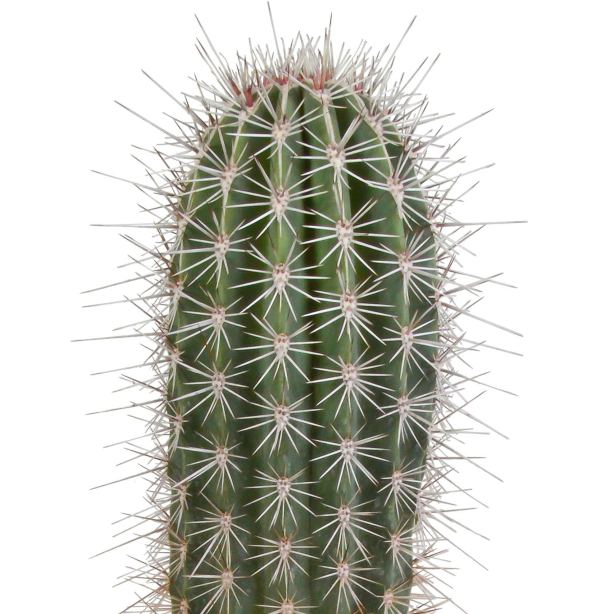 Indrukwekkende Elefantenpootcactus - Pachycereus pringlei - 17cm - Zonder pot | Sierplantenshop 