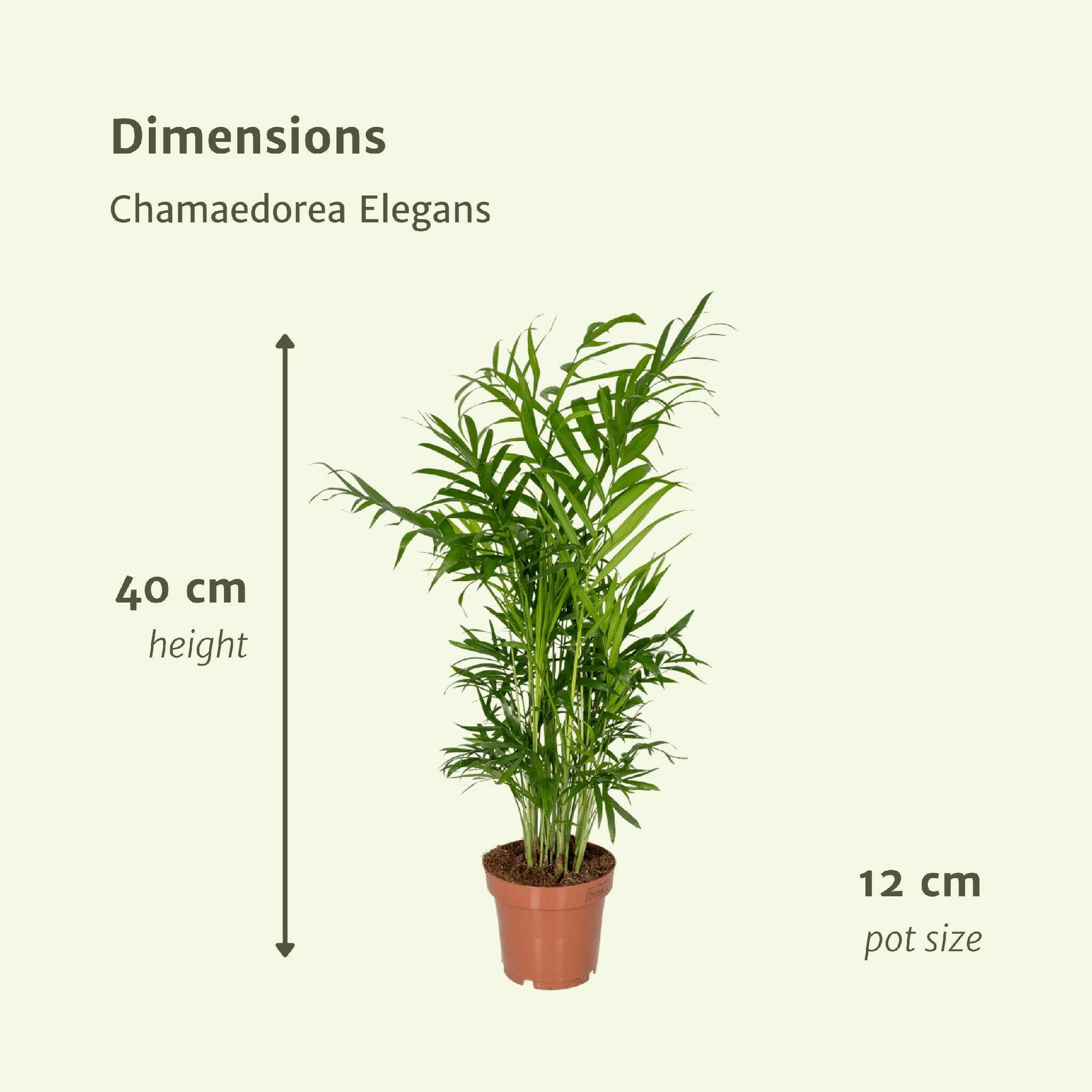 Chamaedorea Elegans - Set van 2 Mexicaanse Bergpalmen - Ø12cm - Hoogte 40cm Sierplantenshop .