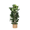 Ficus Lyrata - Ø27cm - ↕140cm  in Albury NATURAL mand