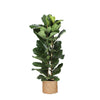 Ficus Lyrata in Albury NATURAL Mand - Ø27cm - Hoogte 140cm - Prachtige Eyecatcher voor elk Interieur | Sierplantenshop 