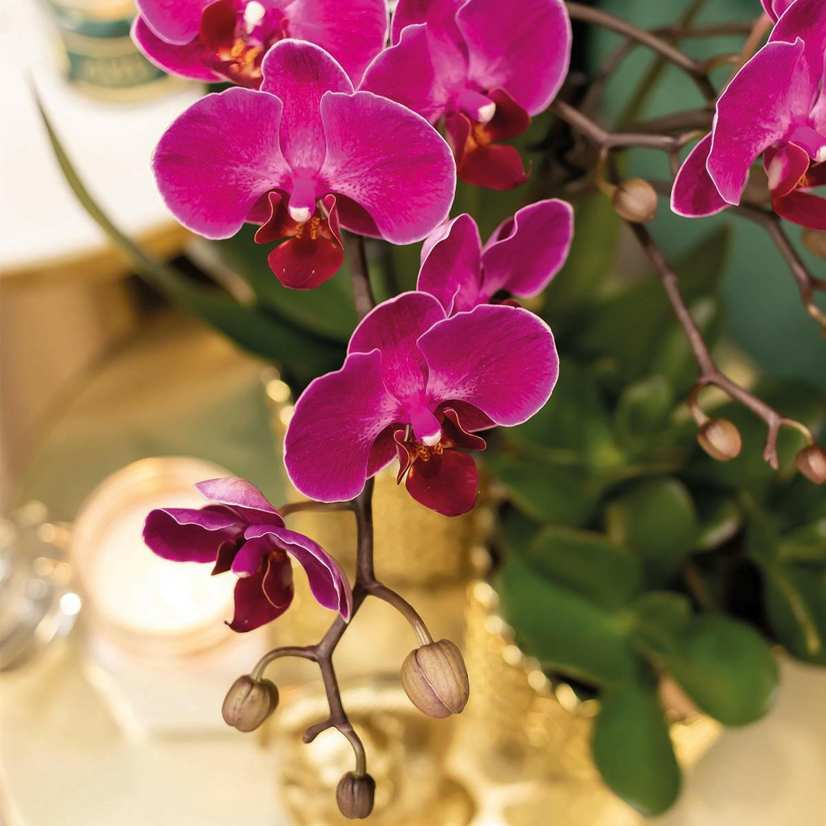 Phalaenopsis Paarse Orchidee Morelia in Gouden Diamond Sierpot - Ø9cm - 35cm Hoog | Sierplantenshop 