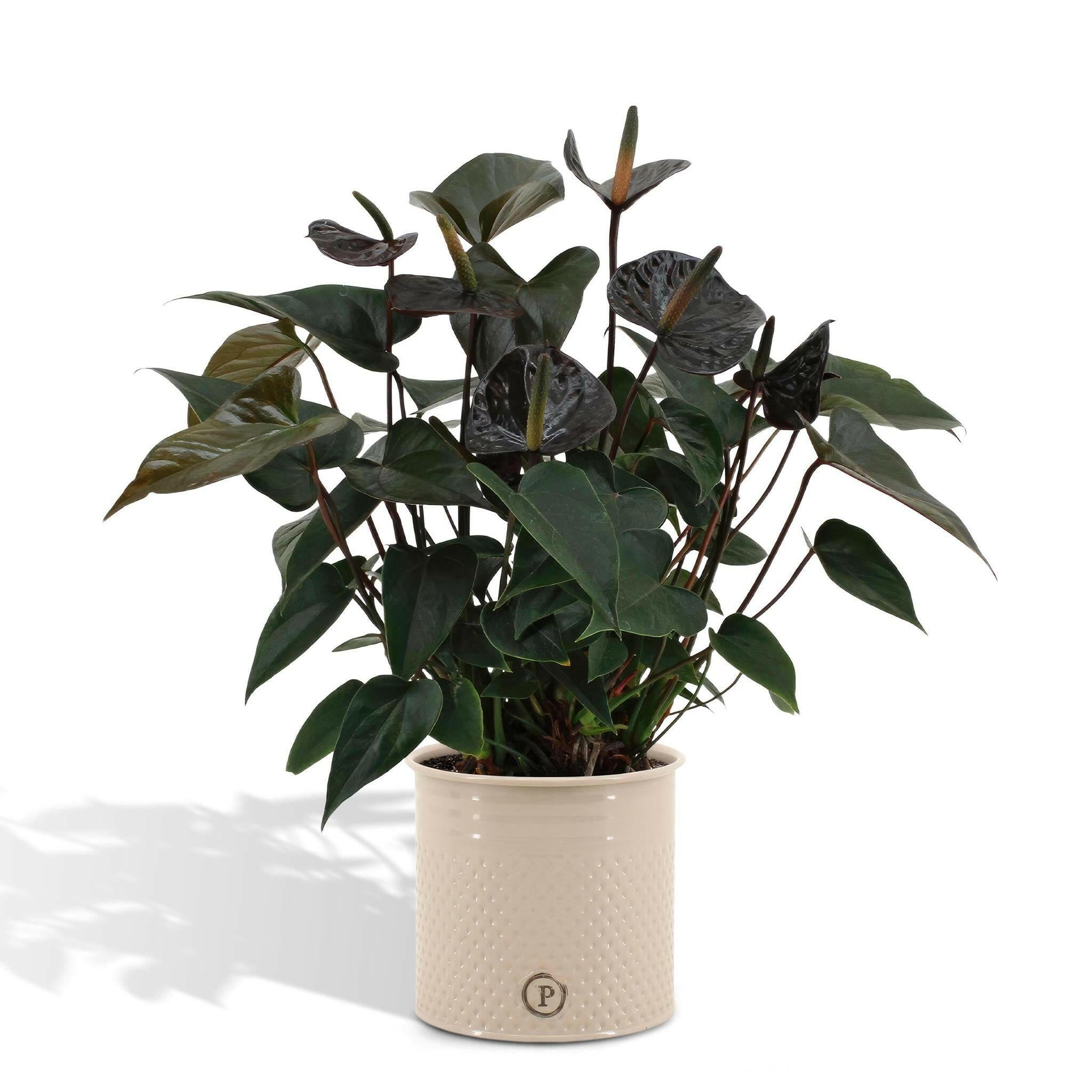 Anthurium andreanum Zwarte Liefde met PURE Zink - 45cm - Ø12 Sierplantenshop .