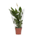 Vredeslelie Alana - ↕45cm - Ø12 - Sierplantenshop