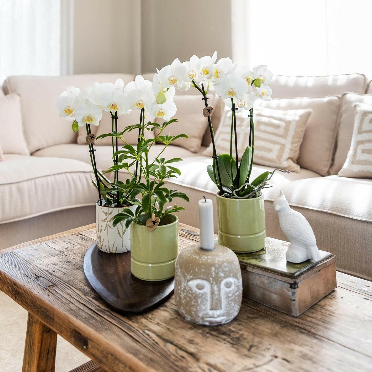 Witte Phalaenopsis Orchidee Amabilis in Groene Pastel Pot - ↕35cm - Ø9 - Sierplantenshop