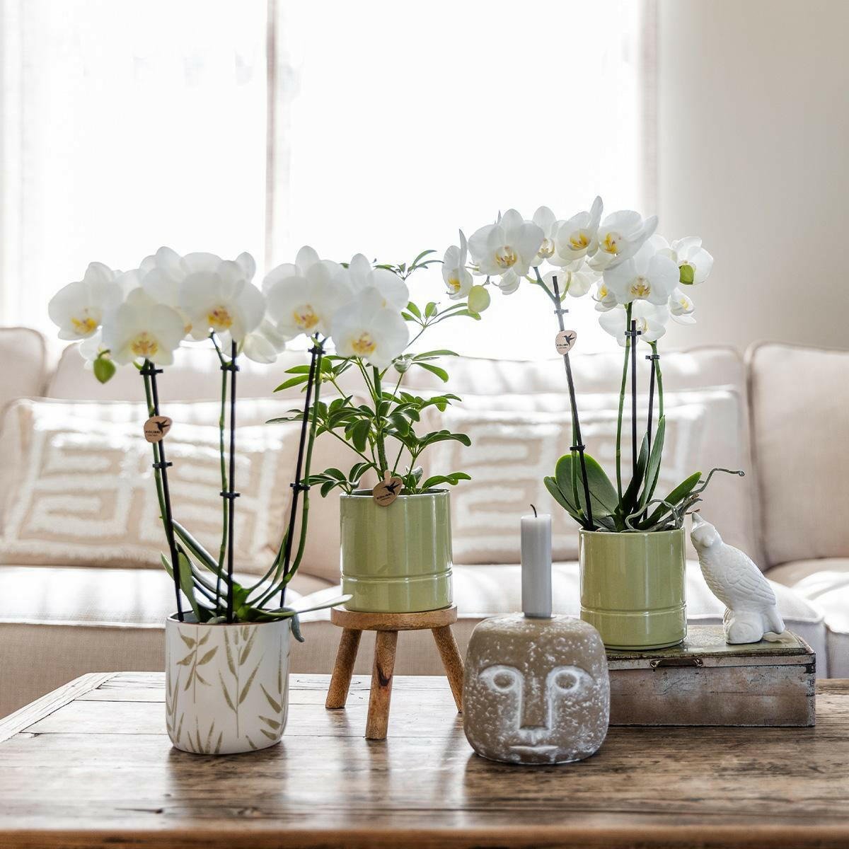 Witte Phalaenopsis Orchidee Amabilis in Groene Pastel Pot - ↕35cm - Ø9 - Sierplantenshop