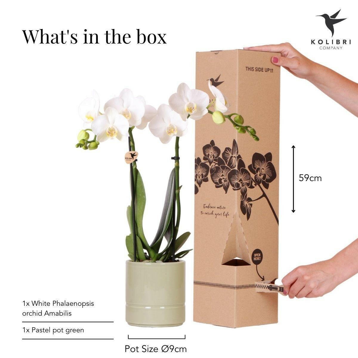 Witte Phalaenopsis Orchidee Amabilis in Groene Pastel Pot - ↕35cm - Ø9 - Sierplantenshop