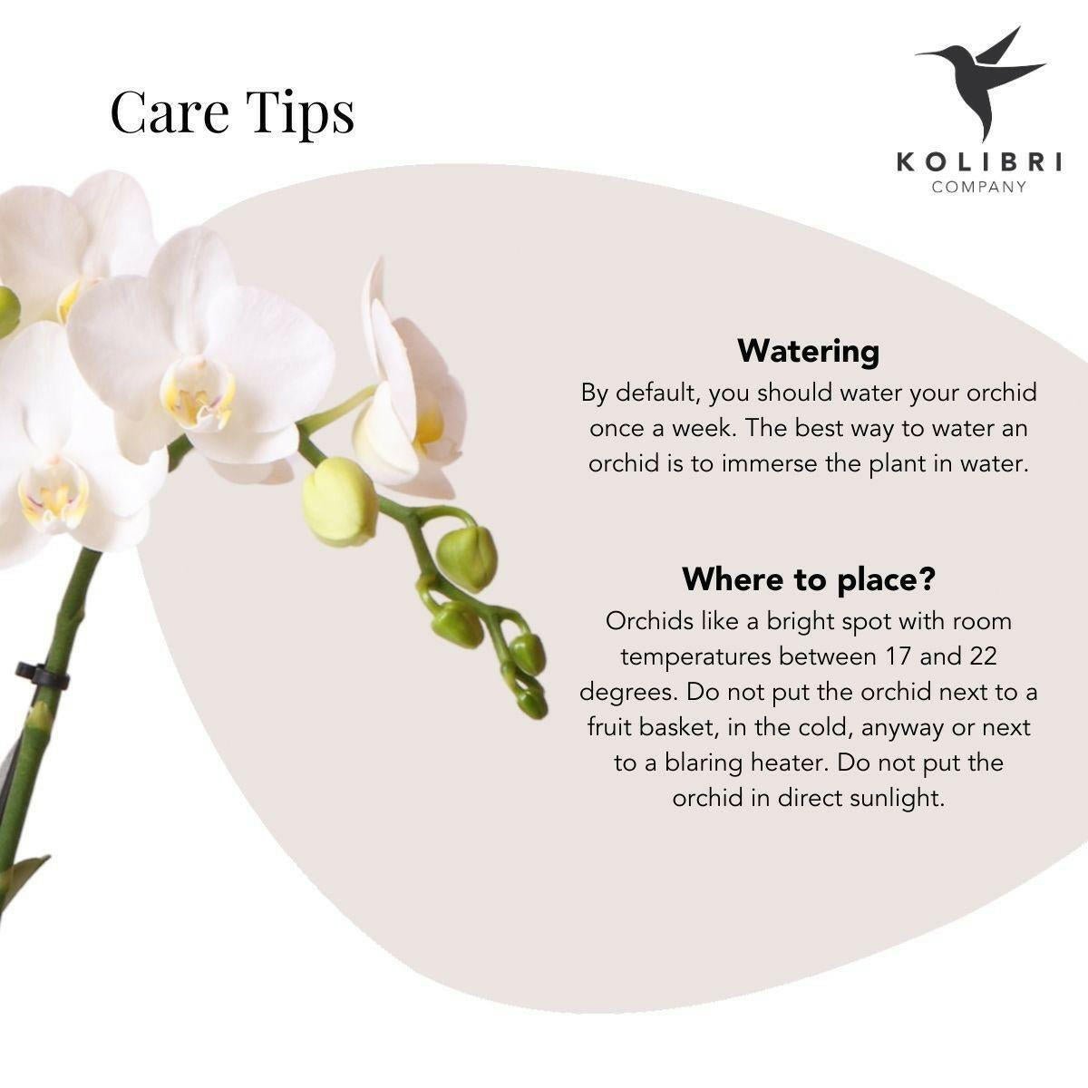 Witte Phalaenopsis Orchidee Amabilis in Groene Pastel Pot - ↕35cm - Ø9 - Sierplantenshop