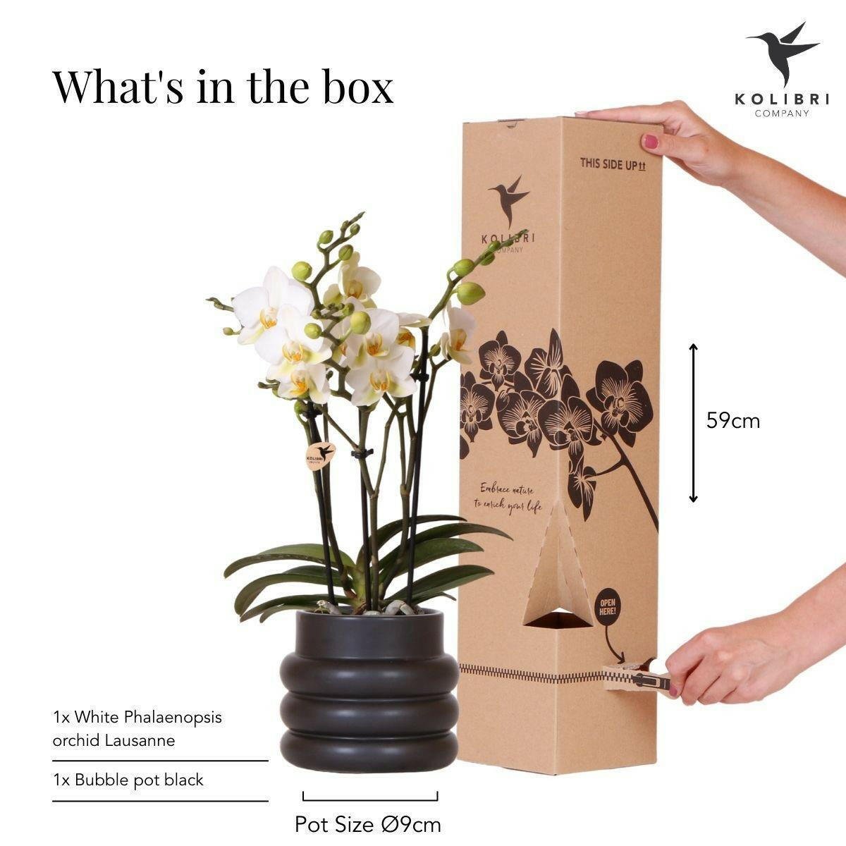 Witte Phalaenopsis Orchidee - Lausanne in Bubble Pot Zwart - ↕35cm - Ø9 - Sierplantenshop