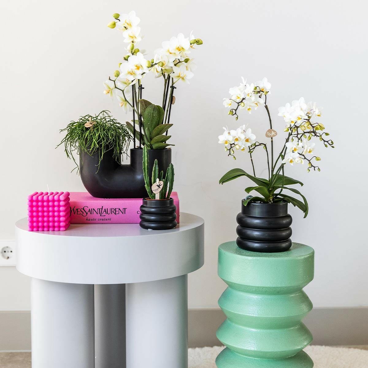 Witte Phalaenopsis Orchidee - Lausanne in Bubble Pot Zwart - ↕35cm - Ø9 - Sierplantenshop