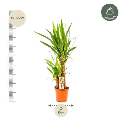 Yucca Elephantipes - ↕90cm - Ø17 - Sierplantenshop
