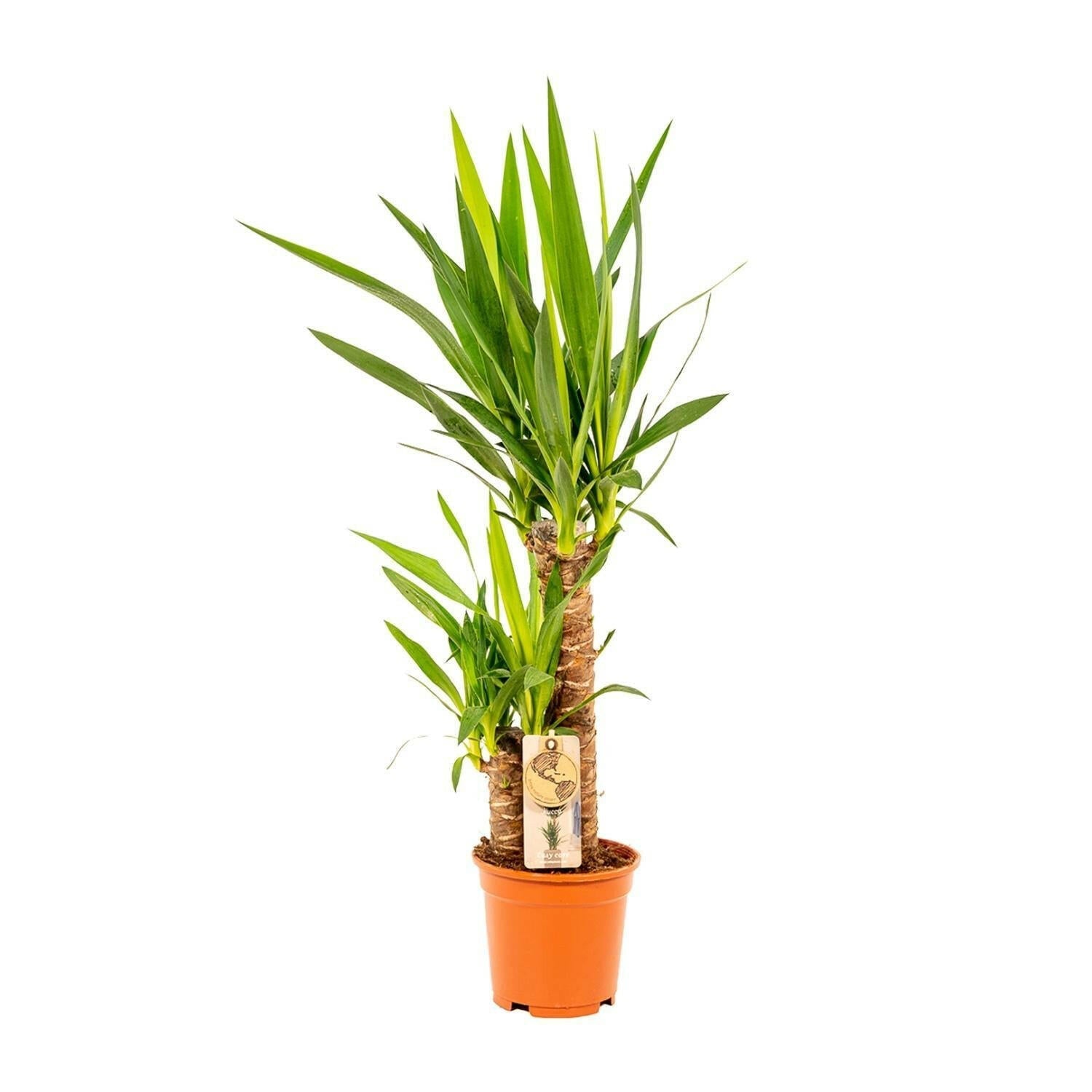 Yucca Elephantipes - ↕90cm - Ø17 - Sierplantenshop