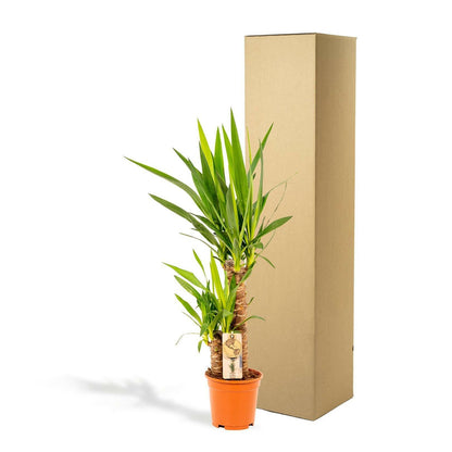 Yucca Elephantipes - ↕90cm - Ø17 - Sierplantenshop
