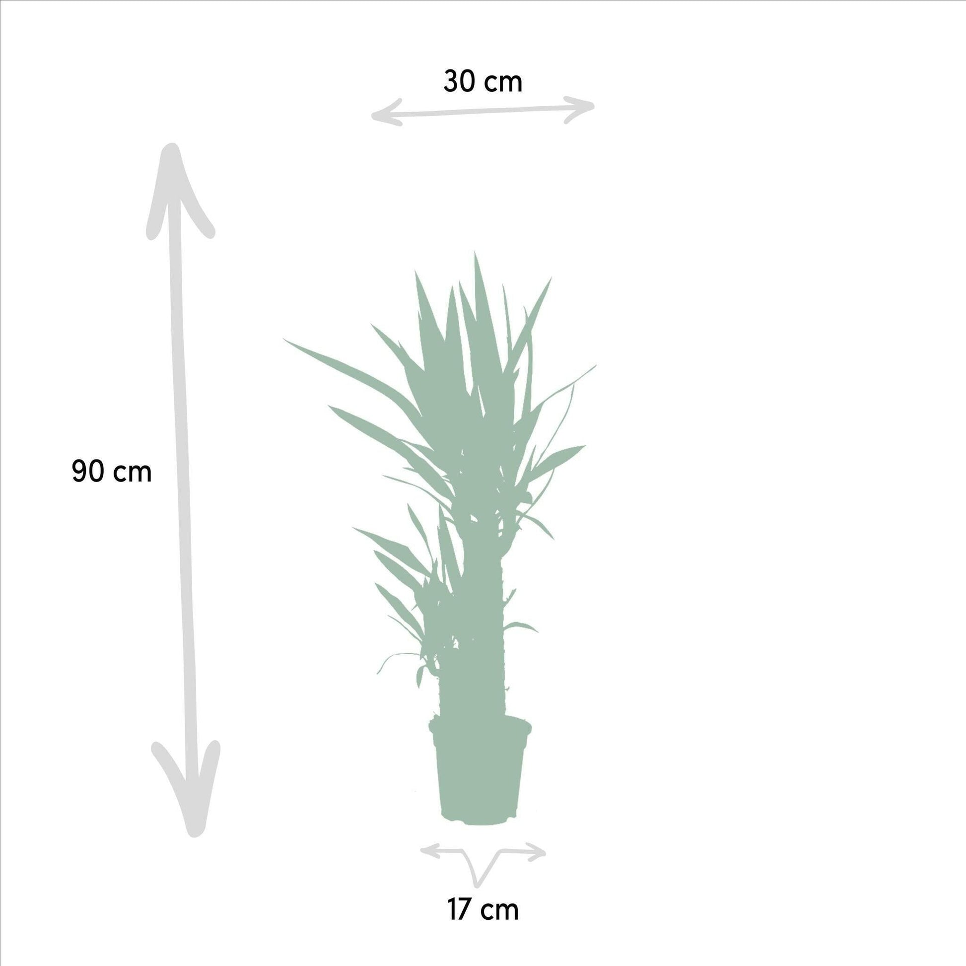 Yucca Elephantipes - ↕90cm - Ø17 - Sierplantenshop