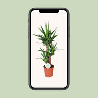 Yucca Elephantipes - ↕90cm - Ø21 - Sierplantenshop