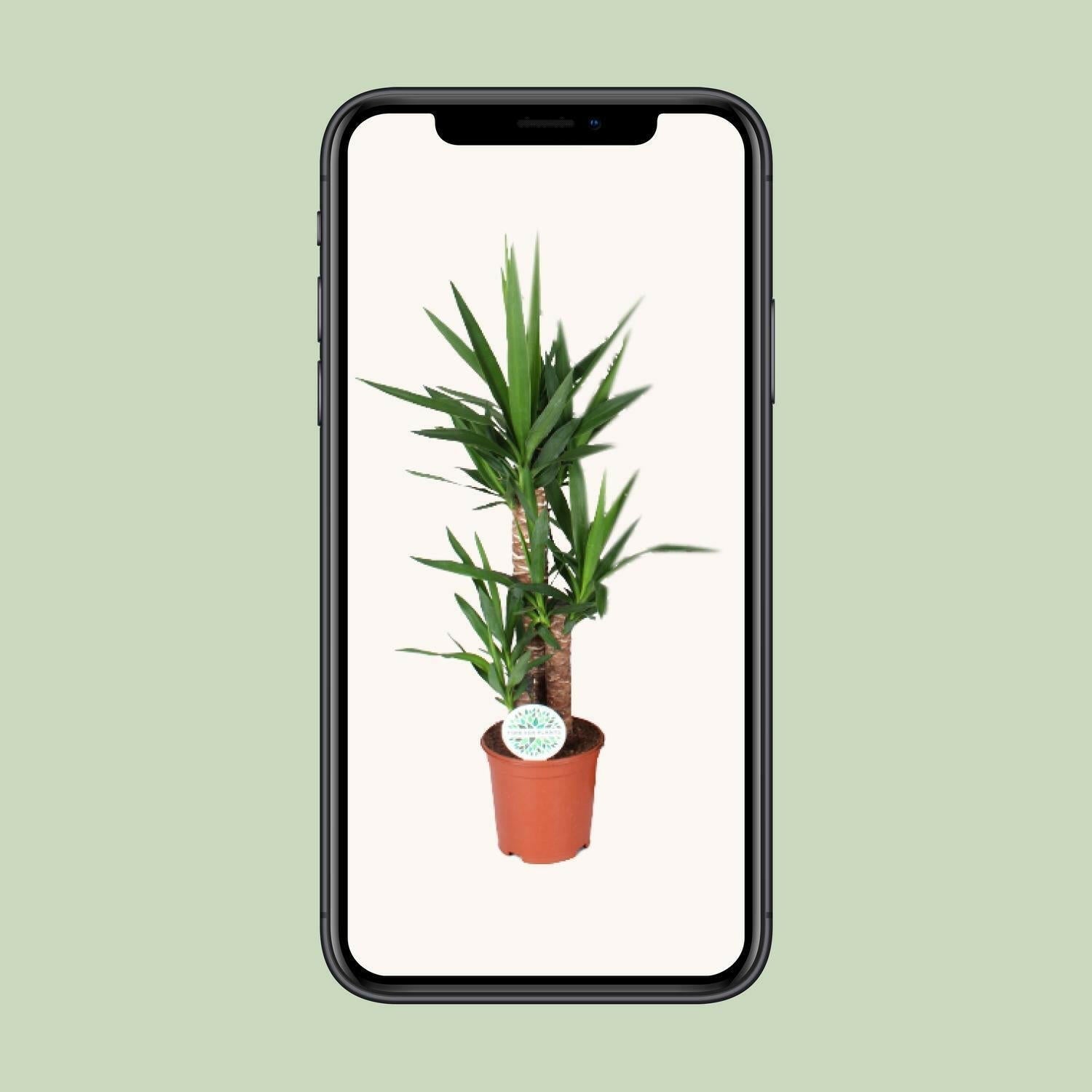 Yucca Elephantipes - ↕90cm - Ø21 - Sierplantenshop