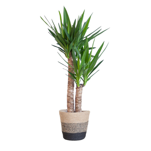 Yucca Elephantipes met Mand Lissabon zwart - ↕90cm - Ø21 - Sierplantenshop