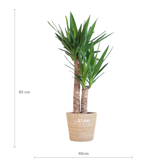 Yucca Elephantipes met Sofia mand naturel - ↕90cm - Ø21 - Sierplantenshop