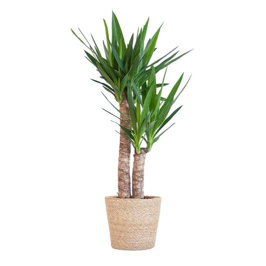 Yucca Elephantipes met Sofia mand naturel - ↕90cm - Ø21 - Sierplantenshop