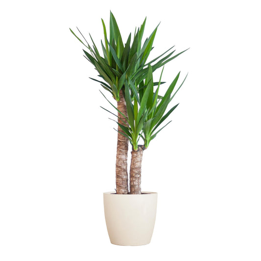 Yucca Elephantipes met Viber wit - ↕90cm - Ø21 - Sierplantenshop