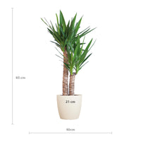 Yucca Elephantipes met Viber wit - ↕90cm - Ø21 - Sierplantenshop
