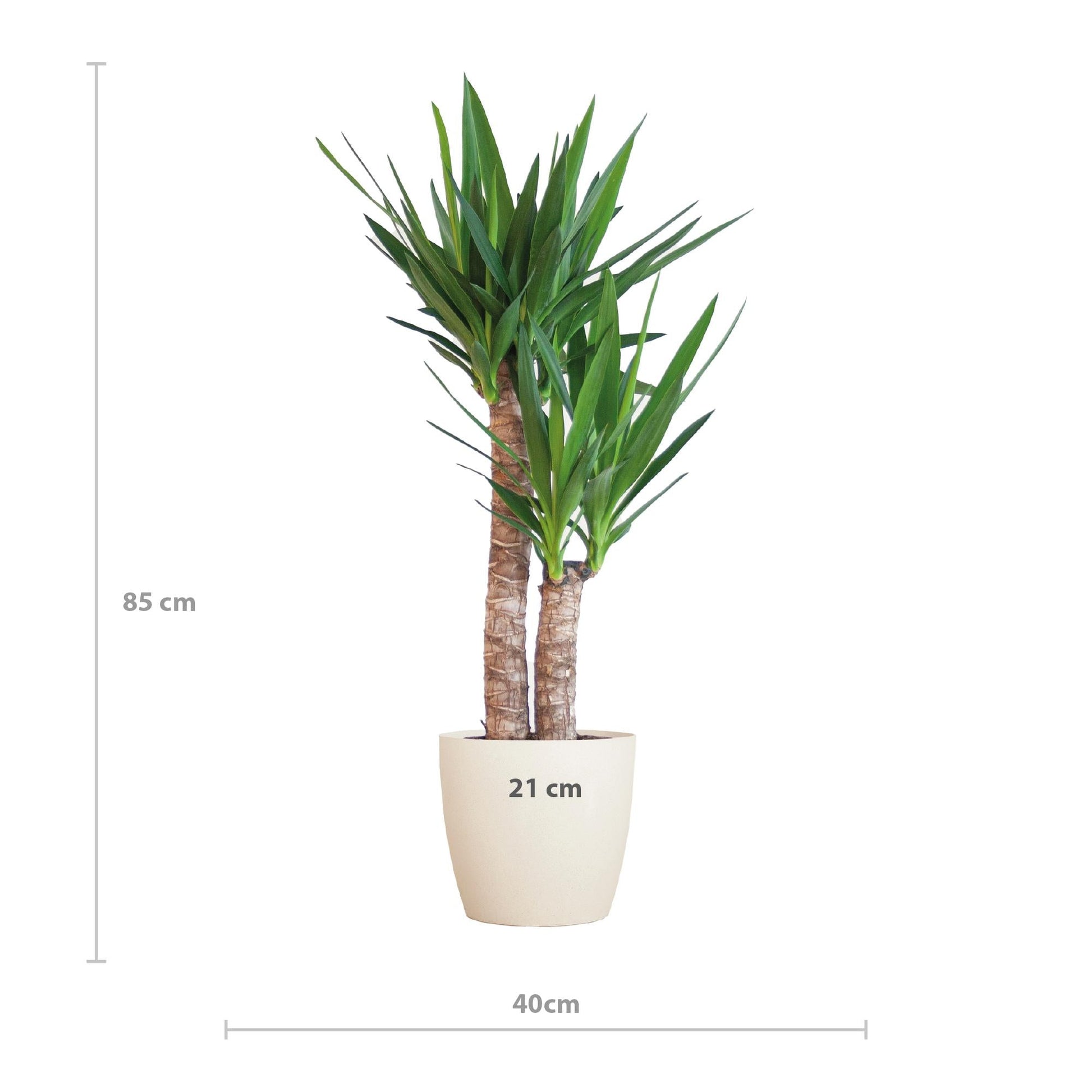 Yucca Elephantipes met Viber wit - ↕90cm - Ø21 - Sierplantenshop