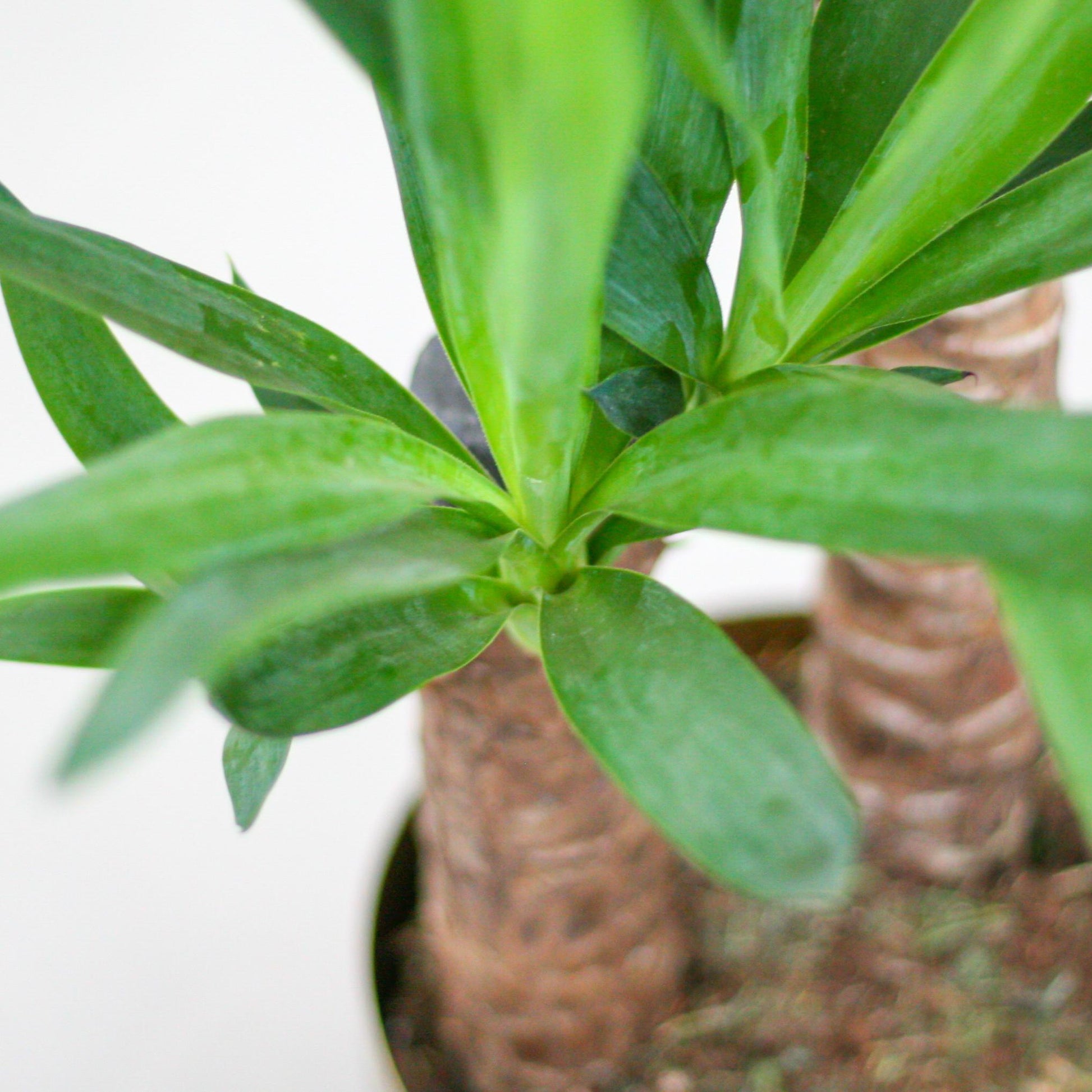 Yucca Elephantipes met Viber wit - ↕90cm - Ø21 - Sierplantenshop