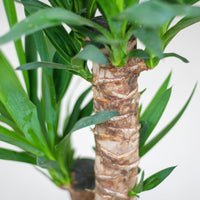 Yucca Elephantipes met Viber wit - ↕90cm - Ø21 - Sierplantenshop