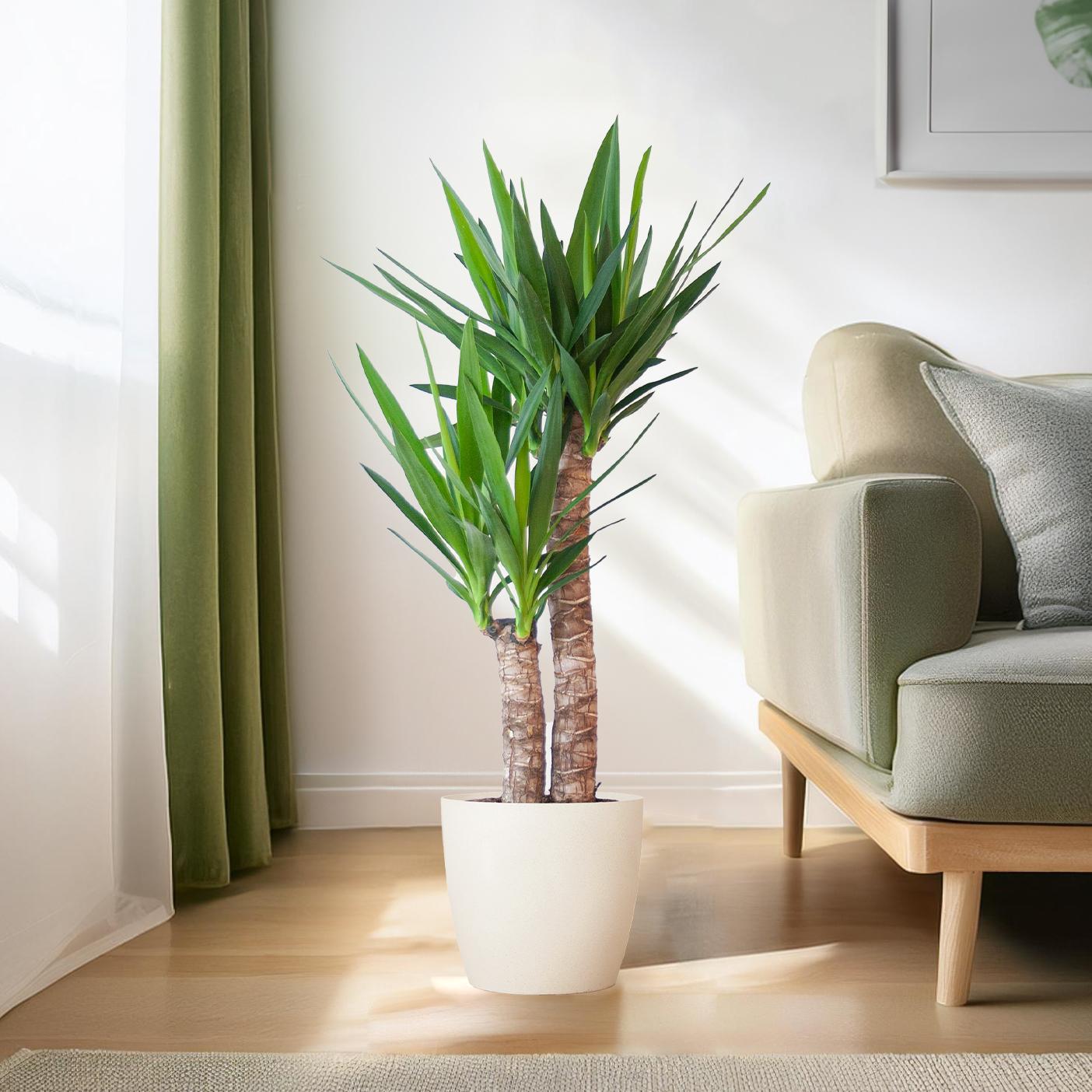 Yucca Elephantipes met Viber wit - ↕90cm - Ø21 - Sierplantenshop