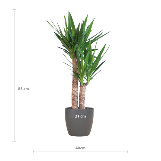 Yucca Elephantipes met Viber zwart - ↕90cm - Ø21 - Sierplantenshop