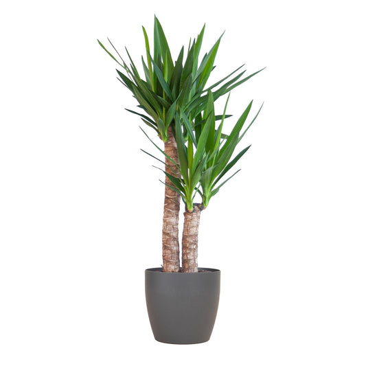 Yucca Elephantipes met Viber zwart - ↕90cm - Ø21 - Sierplantenshop