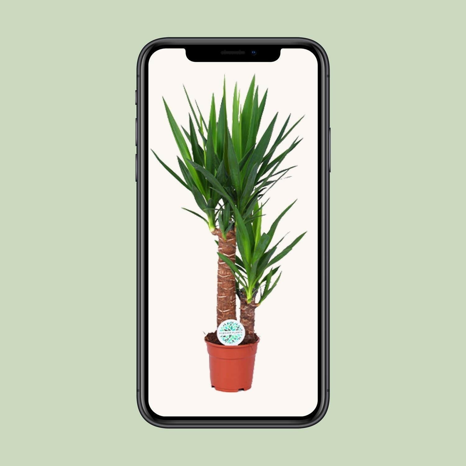 Yucca Plant - ↕80cm - Ø17 - Sierplantenshop