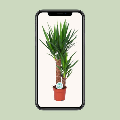 Yucca Plant - ↕80cm - Ø17 - Sierplantenshop