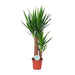 Yucca Plant - ↕80cm - Ø17 - Sierplantenshop