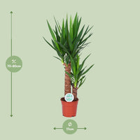 Yucca Plant - ↕80cm - Ø17 - Sierplantenshop