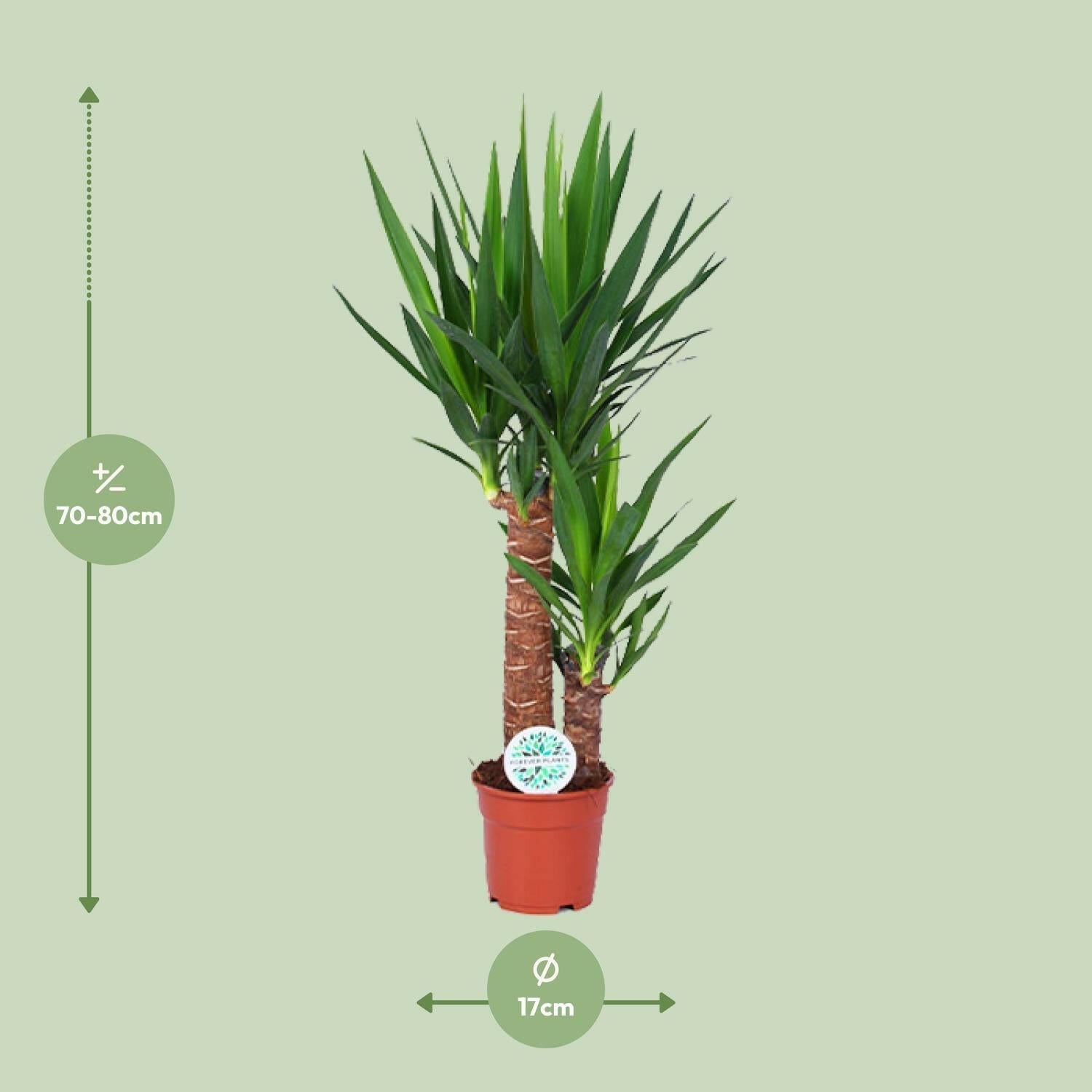 Yucca Plant - ↕80cm - Ø17 - Sierplantenshop