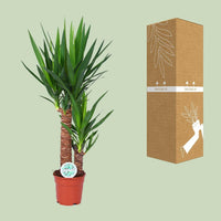 Yucca Plant - ↕80cm - Ø17 - Sierplantenshop
